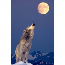 Gray Wolf Howling At Moon Photography Art   554002822